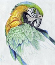 Бакалейщик и его попугай (короткая история на персидском языке)
